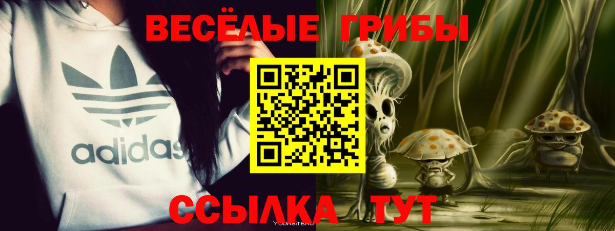 Бердск  наркотики  Вход с VPN  Галлюциногенные грибы Psilocybine cubensis 
